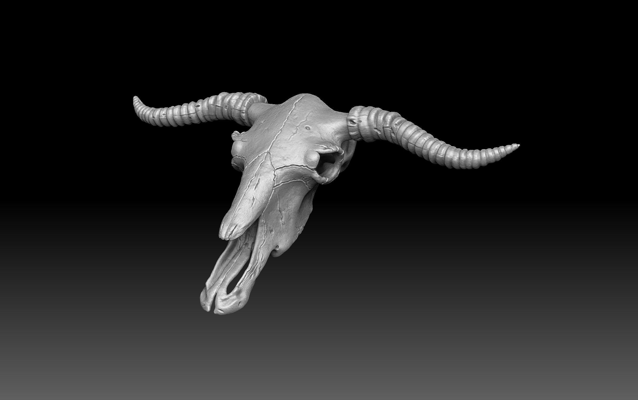 Cow Scull 3D print model_2