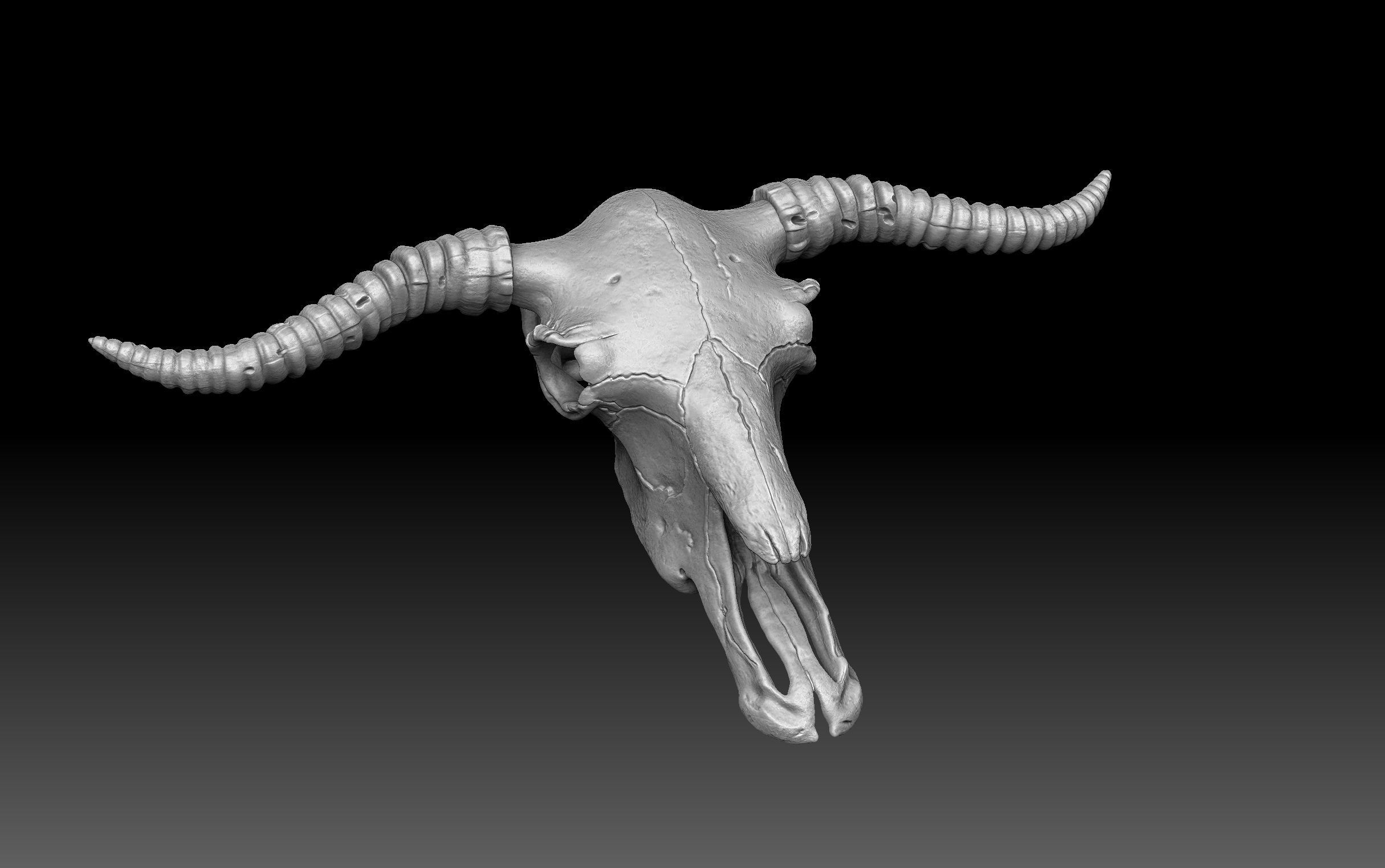 Cow Scull 3D print model_7