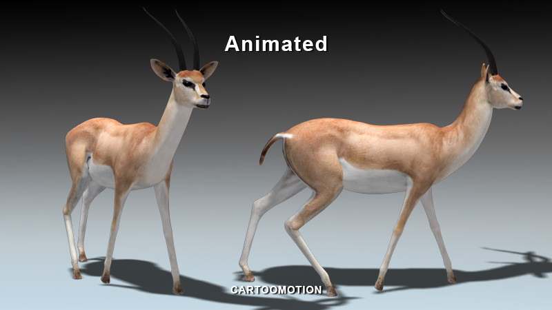 GAZELLE two animated antelopes Low-poly 3D model_3