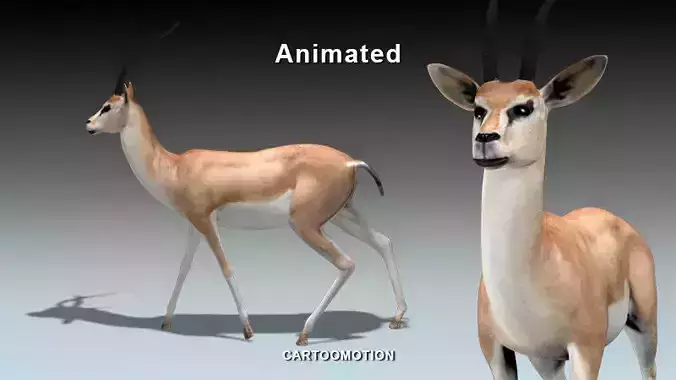 GAZELLE two animated antelopes Low-poly 3D model