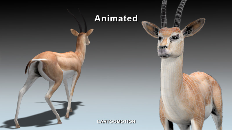 GAZELLE two animated antelopes Low-poly 3D model_1