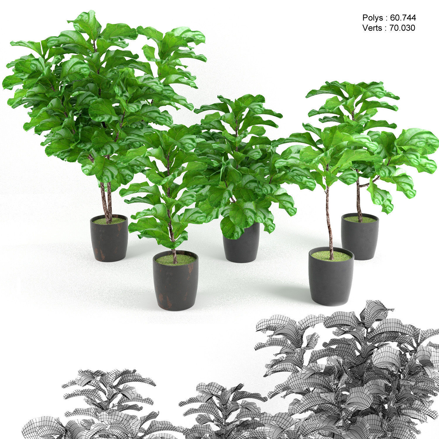 Ficus Lyrata