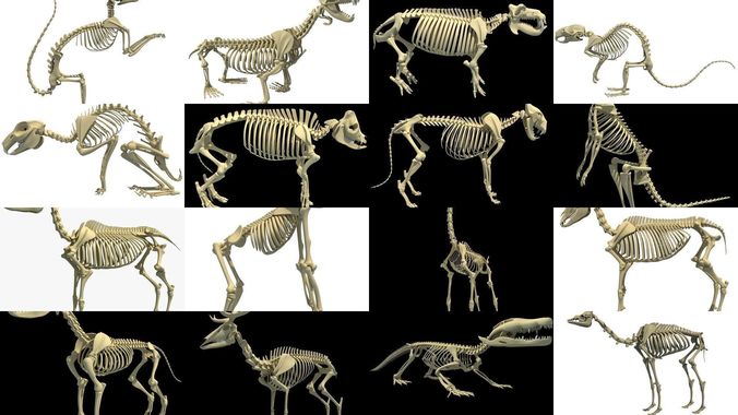Animal Skeleton Collection 