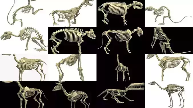 Animal Skeleton Collection 