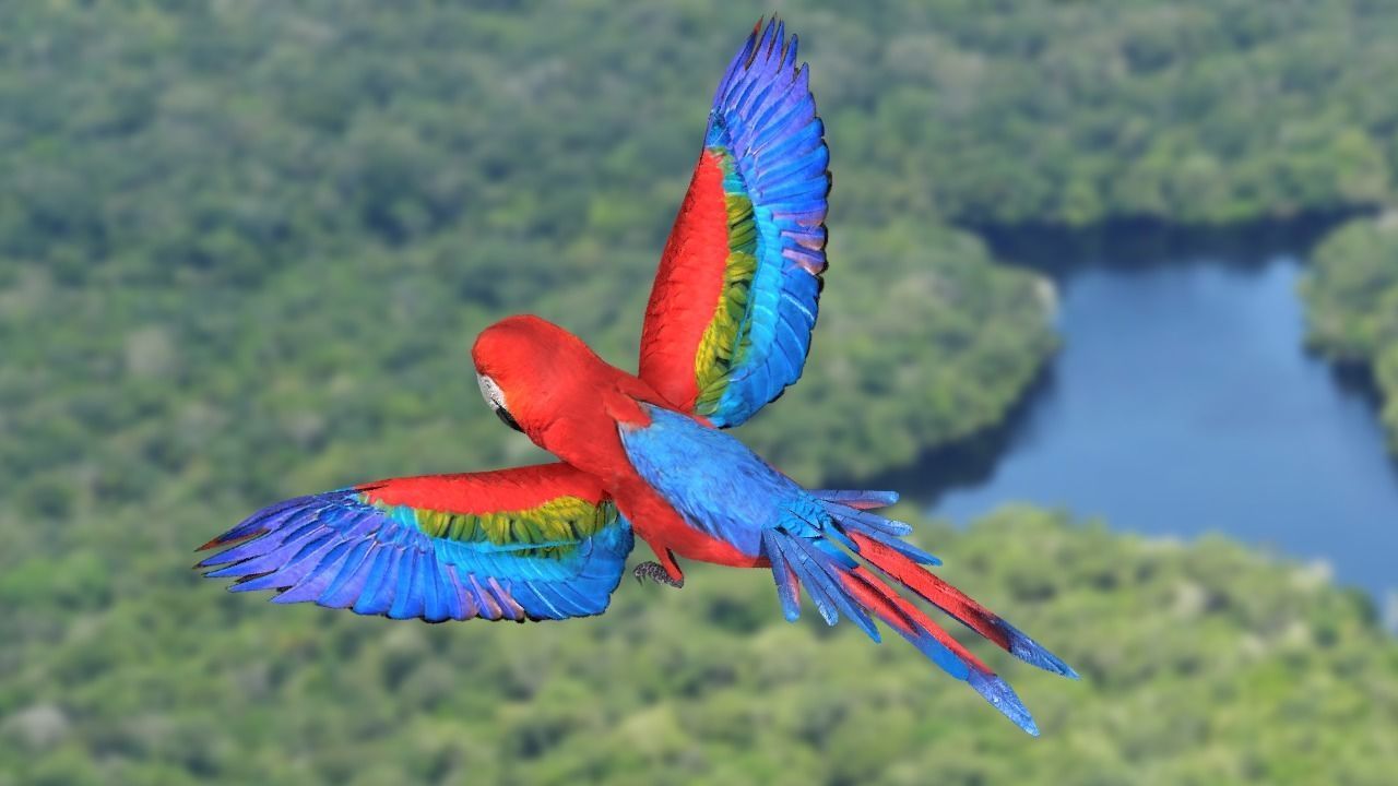 Scarlet Macaw - Animated Low-poly 3D model_5