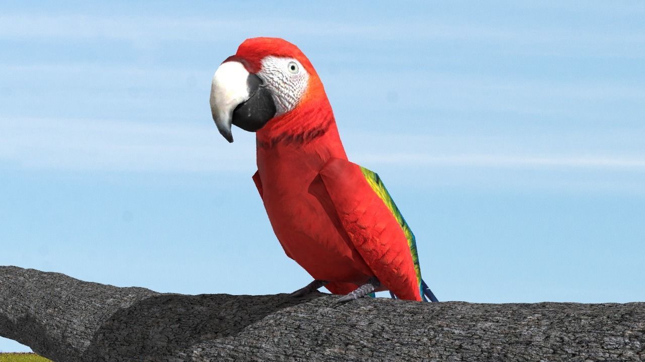 Scarlet Macaw - Animated Low-poly 3D model_2