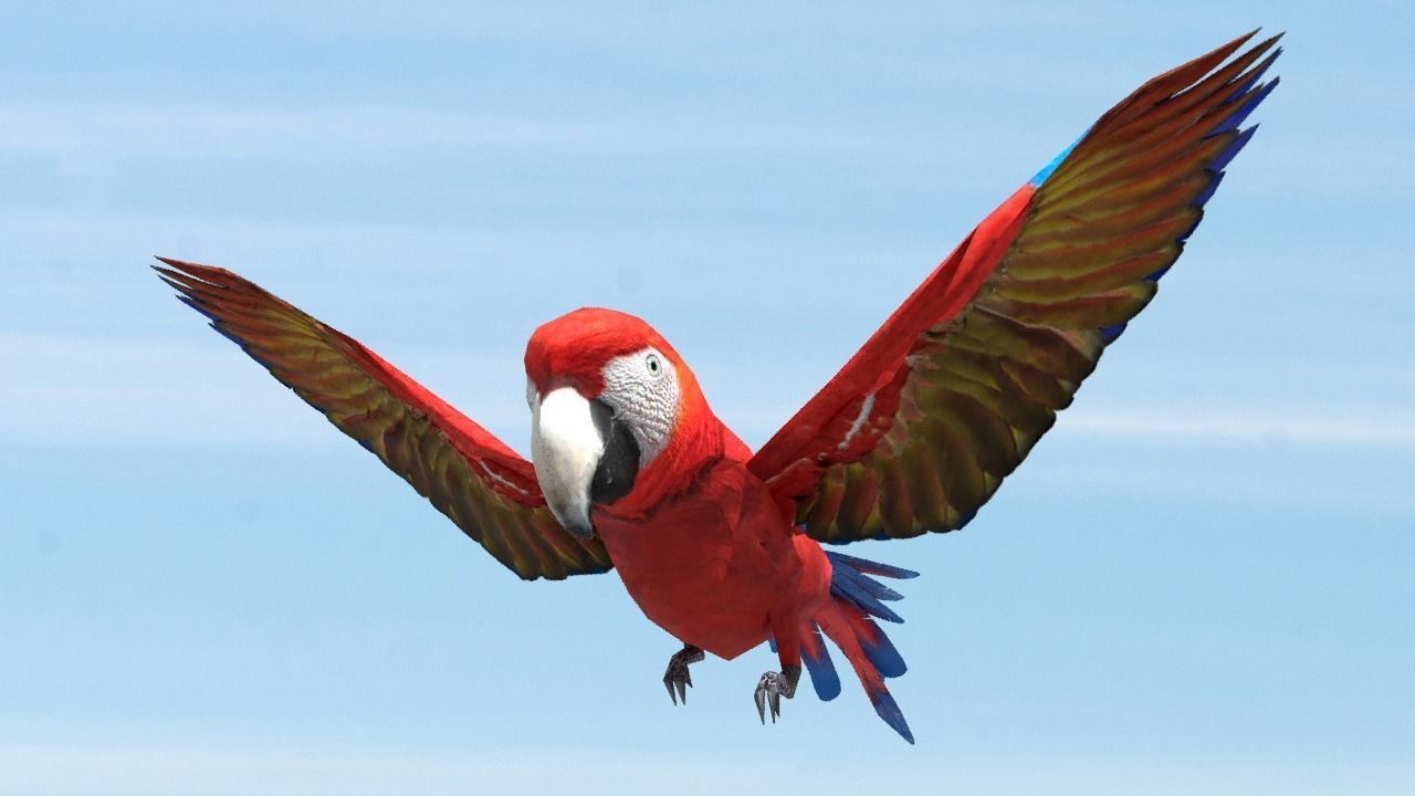 Scarlet Macaw - Animated Low-poly 3D model_6
