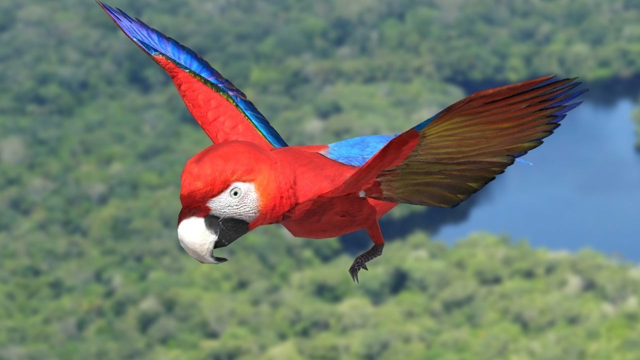 Scarlet Macaw - Animated Low-poly 3D model_4