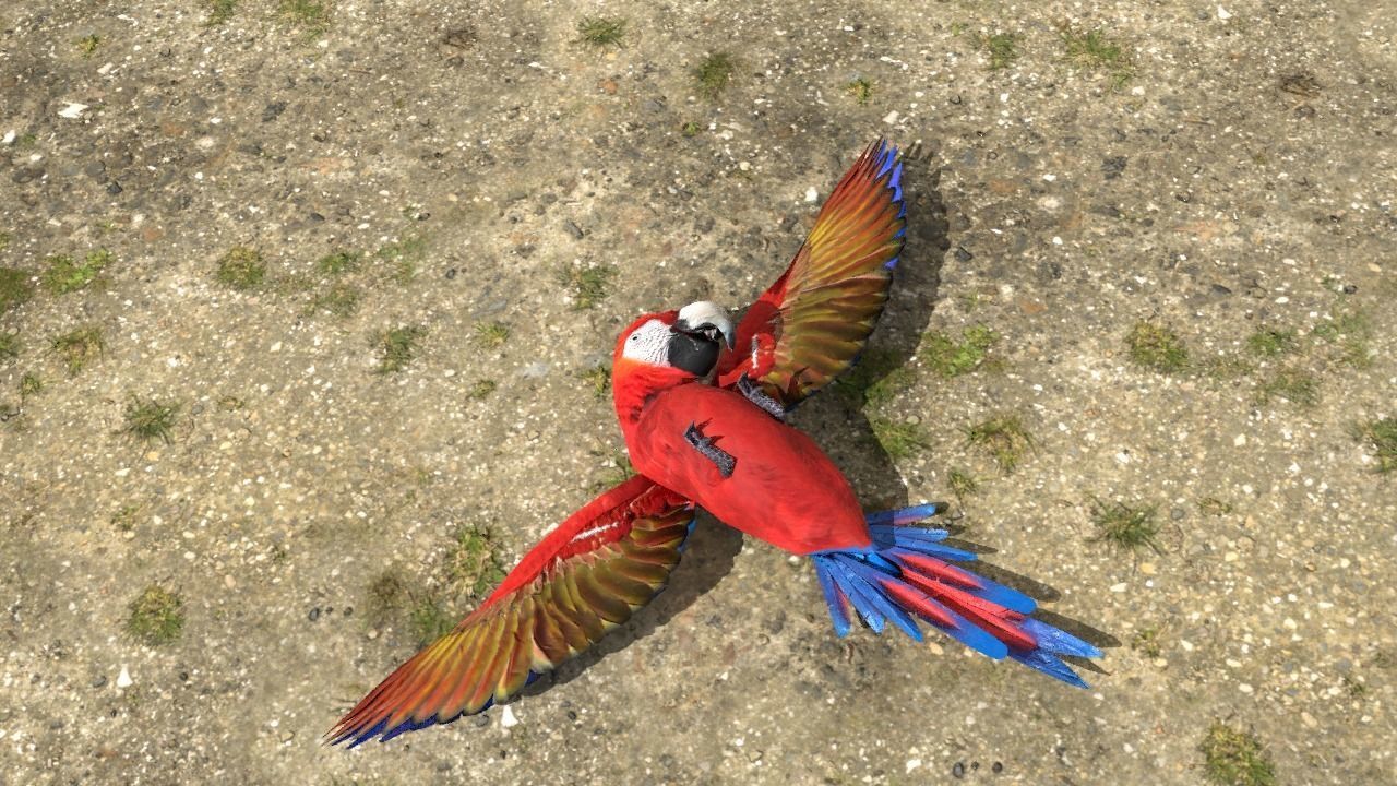 Scarlet Macaw - Animated Low-poly 3D model_7