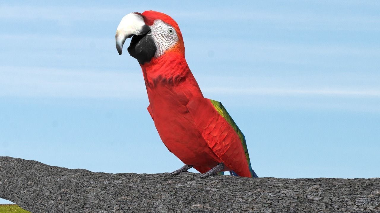Scarlet Macaw - Animated Low-poly 3D model_8
