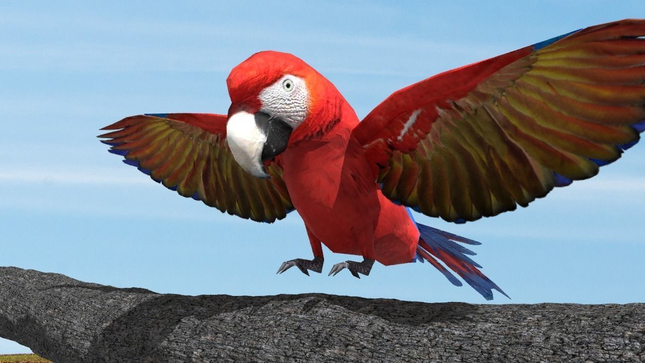 Scarlet Macaw - Animated Low-poly 3D model_3