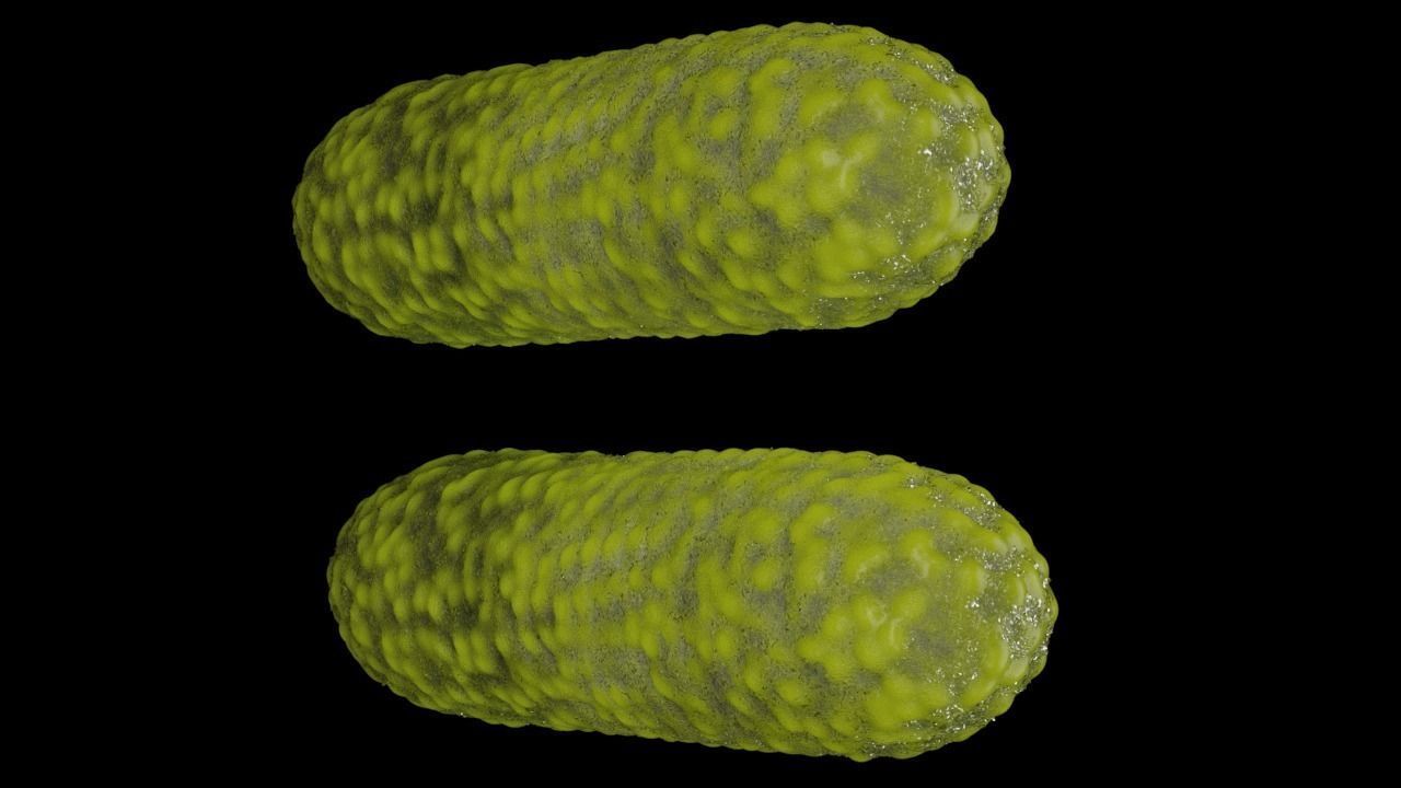 Bacteria two pack 3D model_19