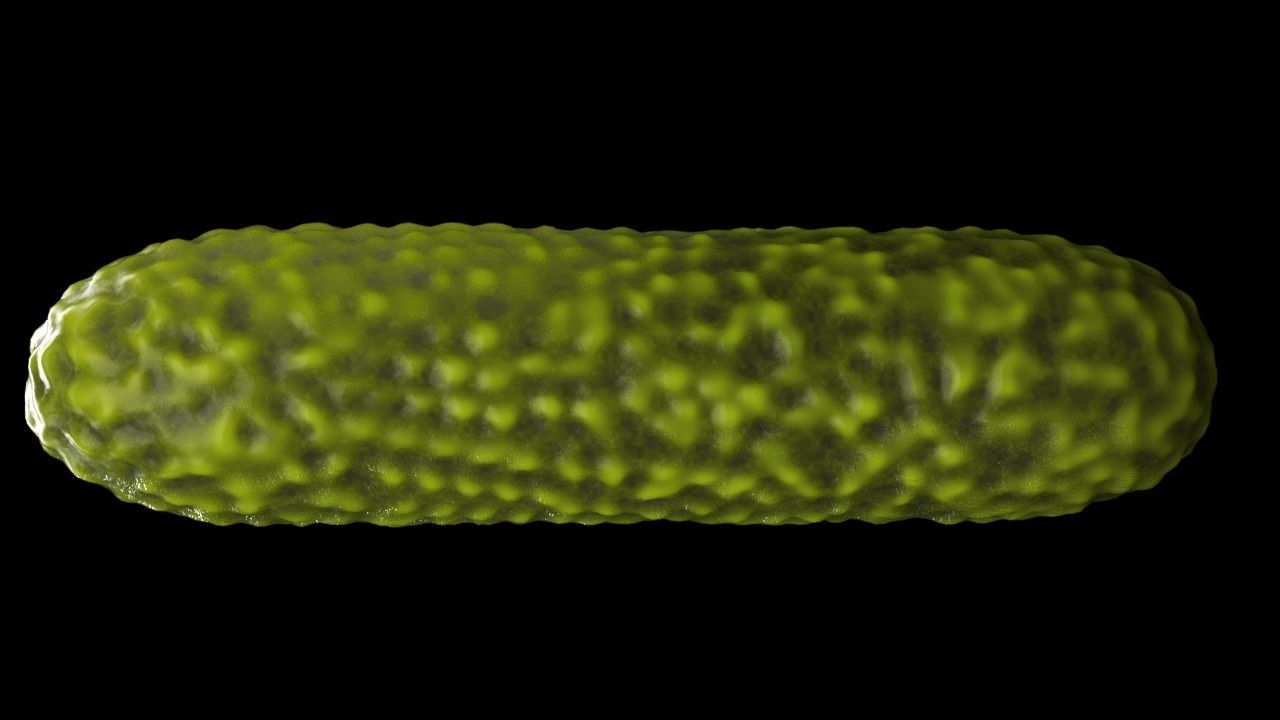 Bacteria two pack 3D model_24