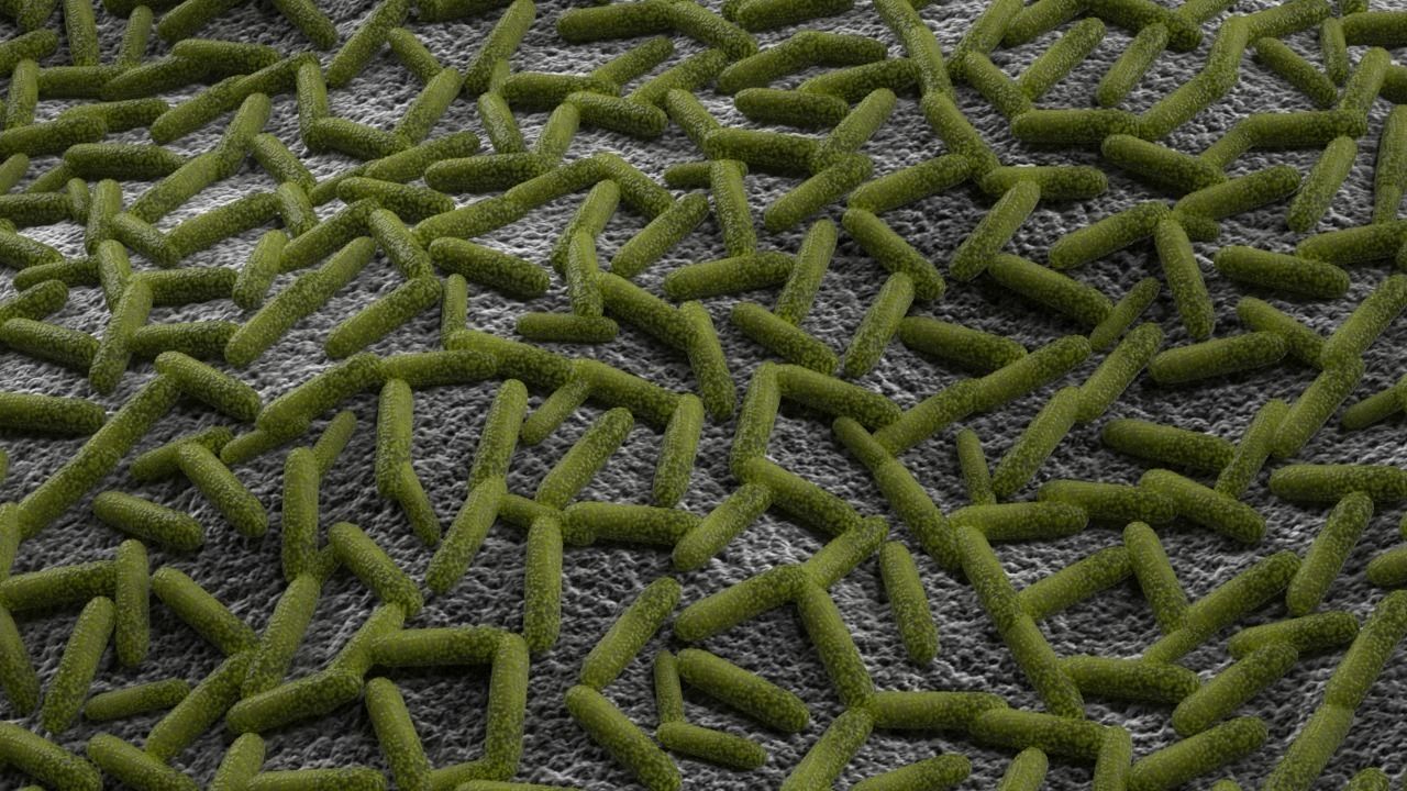 Bacteria two pack 3D model_3