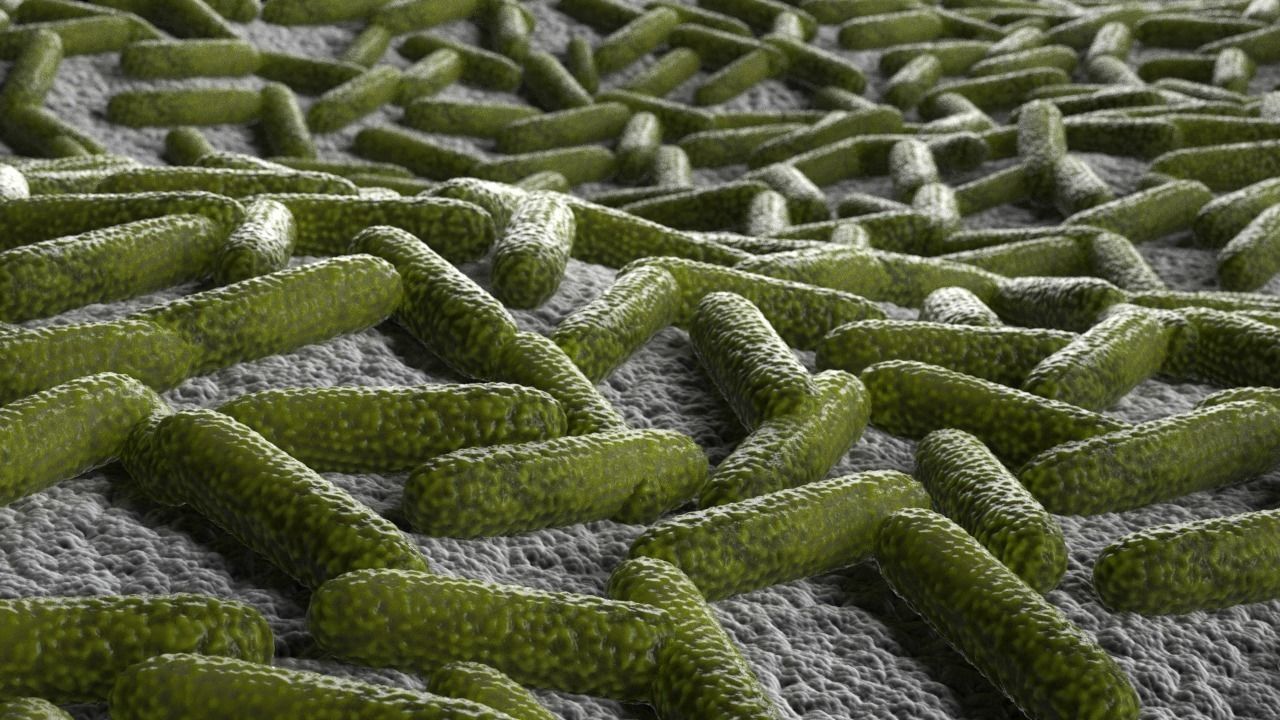 Bacteria two pack 3D model_2