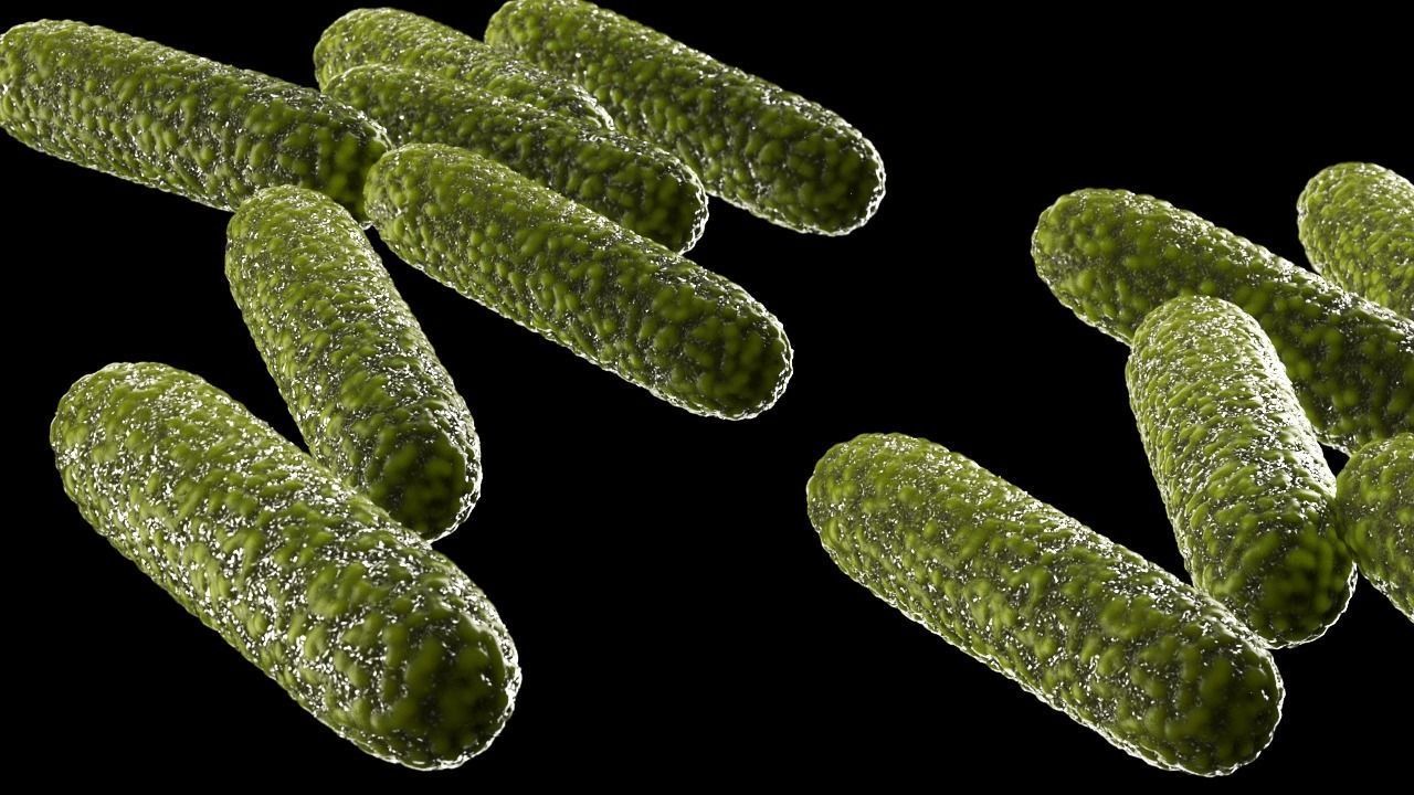 Bacteria two pack 3D model_23
