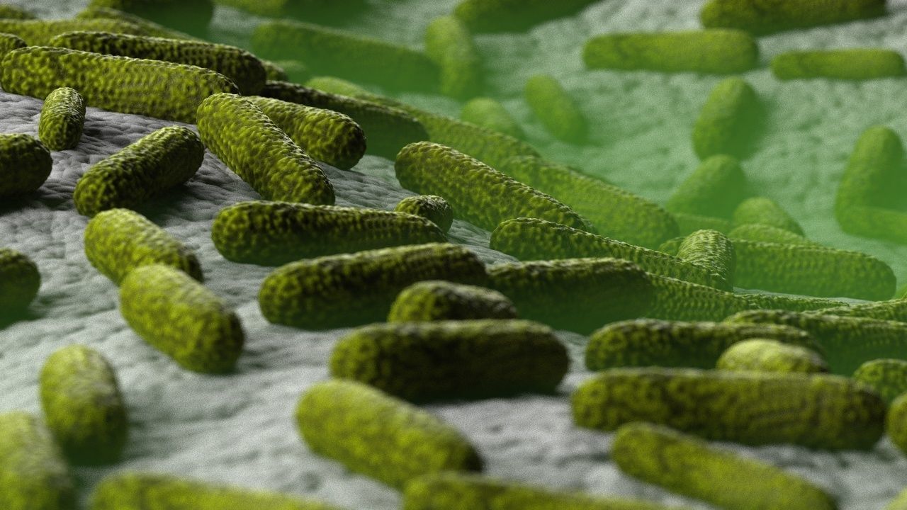 Bacteria two pack 3D model_8