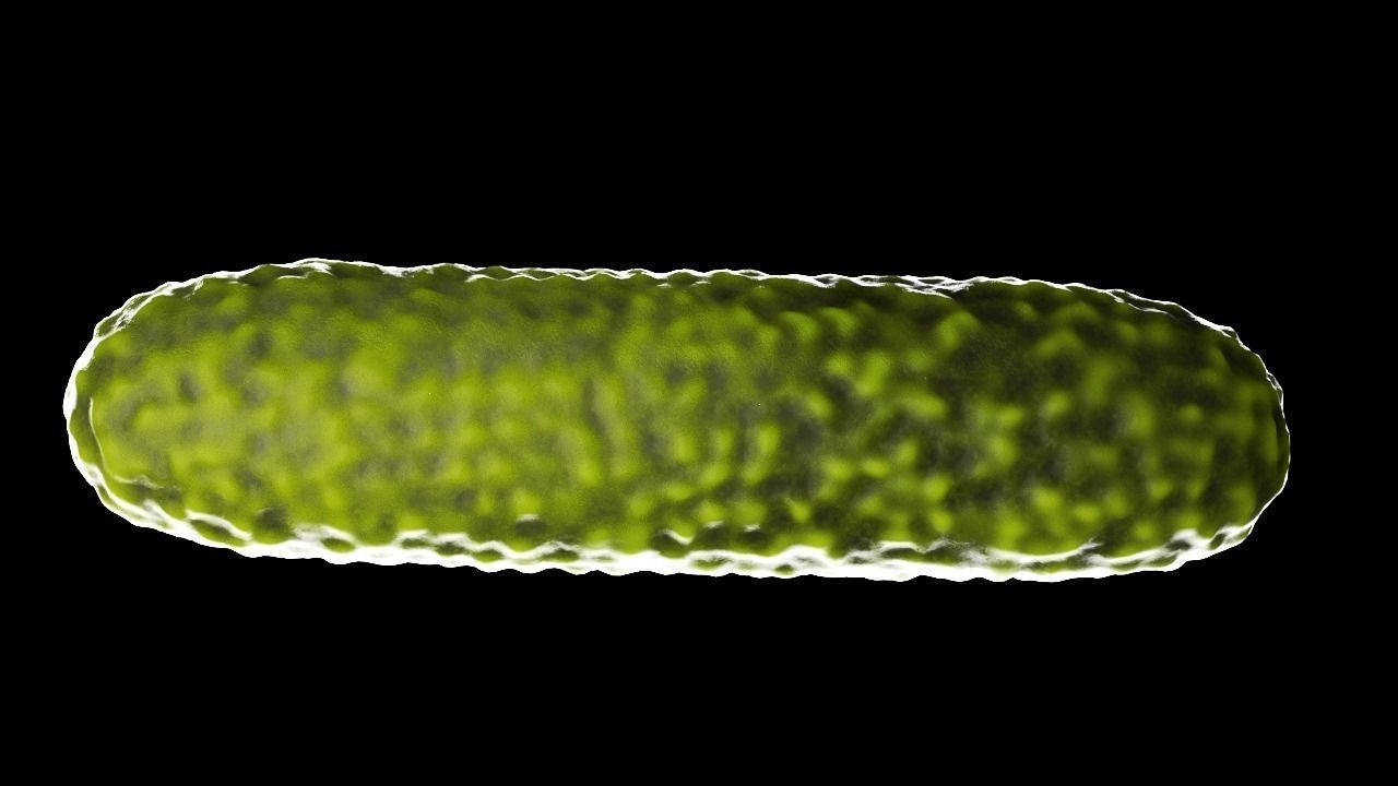 Bacteria two pack 3D model_1