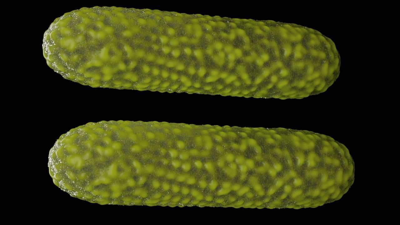 Bacteria two pack 3D model_18