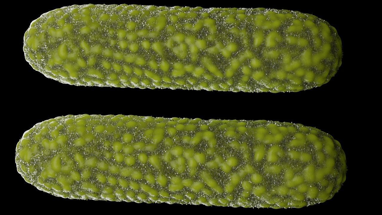 Bacteria two pack 3D model_17
