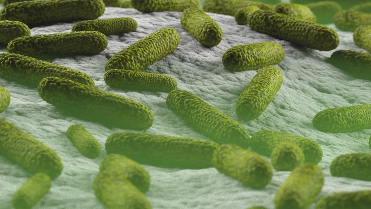 Bacteria two pack 3D model_10