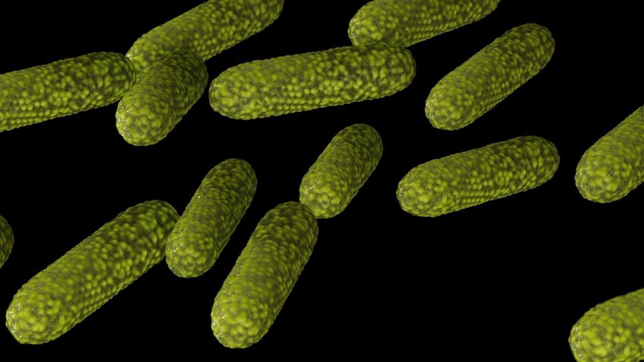 Bacteria two pack 3D model_21