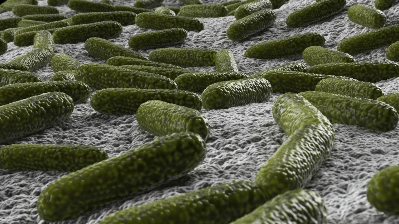 Bacteria two pack 3D model_0