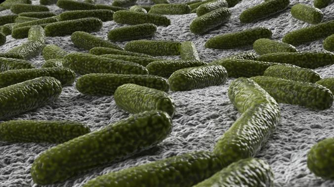 Bacteria two pack 3D model