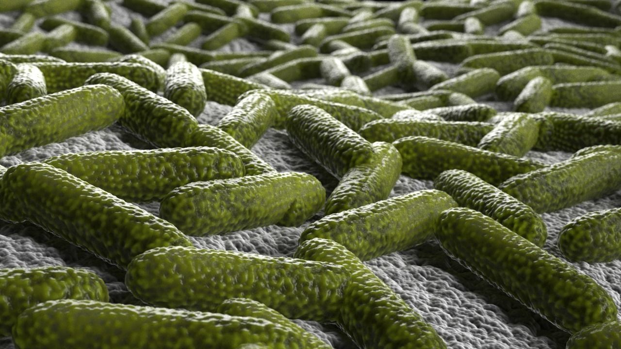 Bacteria two pack 3D model_5