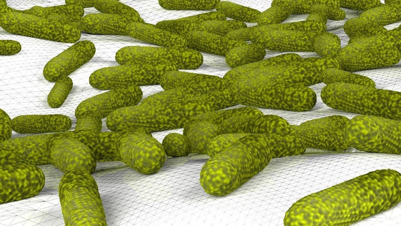 Bacteria two pack 3D model_12