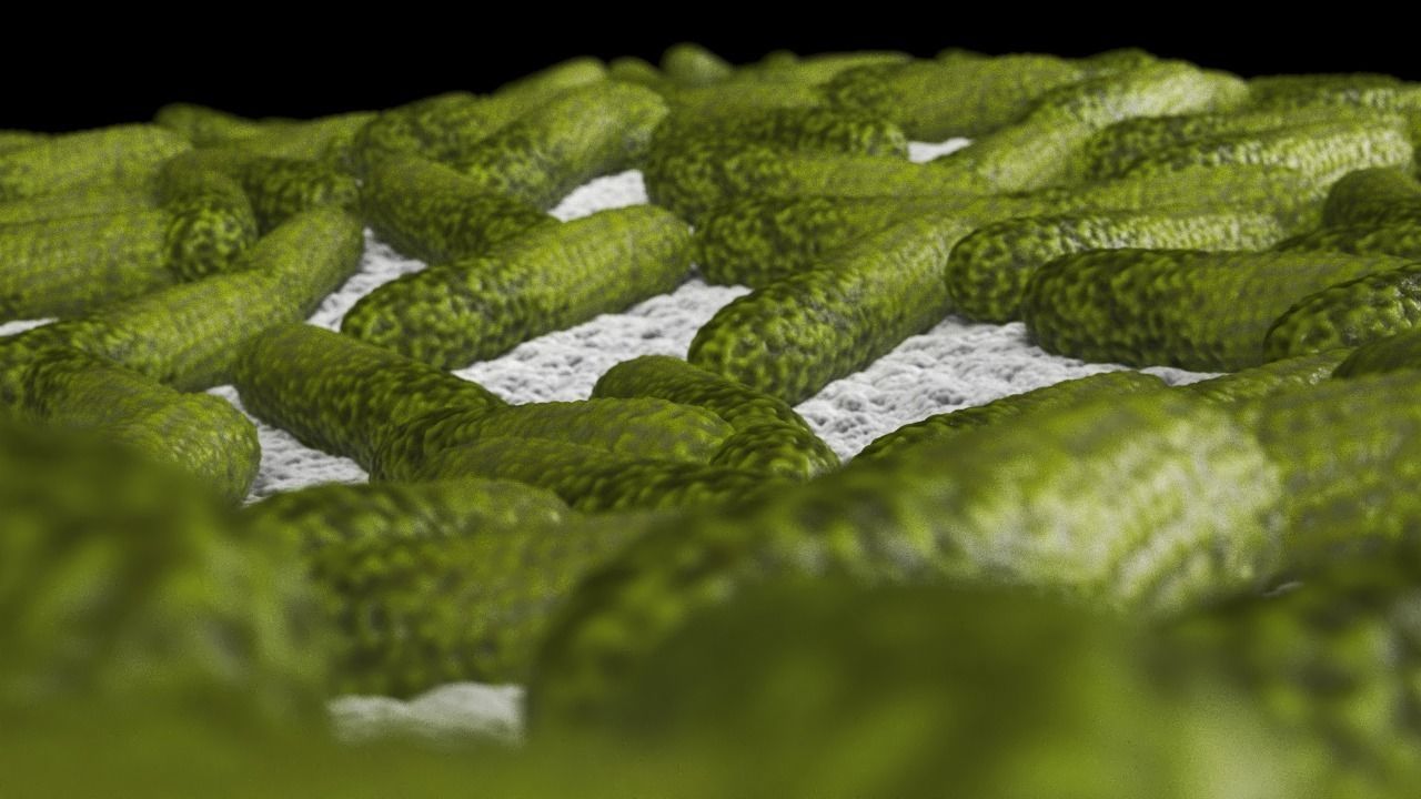 Bacteria two pack 3D model_7