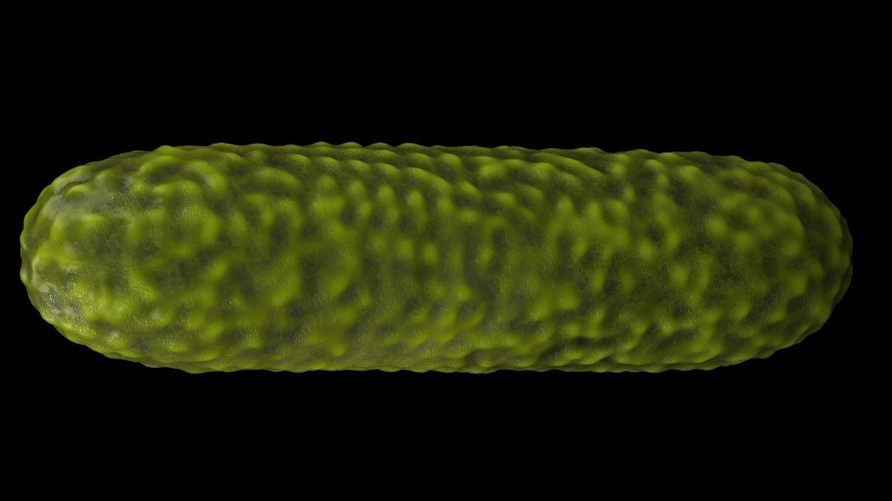 Bacteria two pack 3D model_4