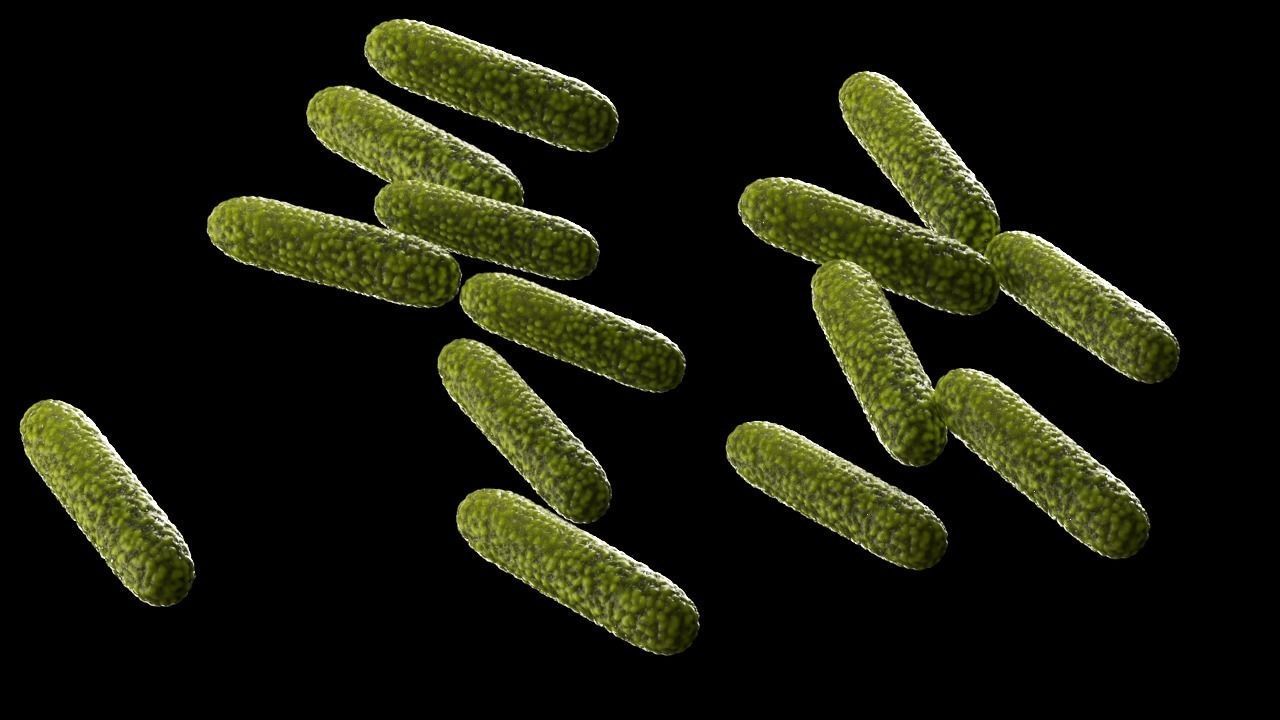 Bacteria two pack 3D model_22
