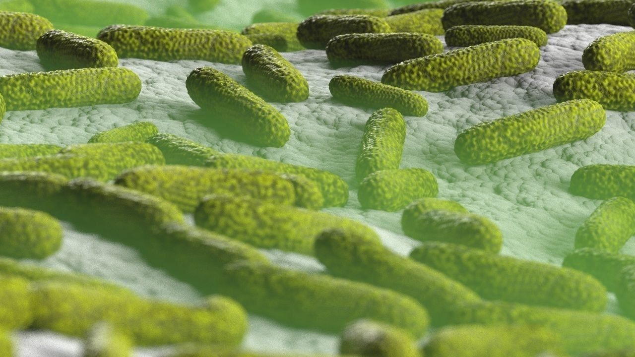 Bacteria two pack 3D model_11