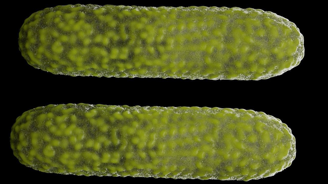 Bacteria two pack 3D model_20