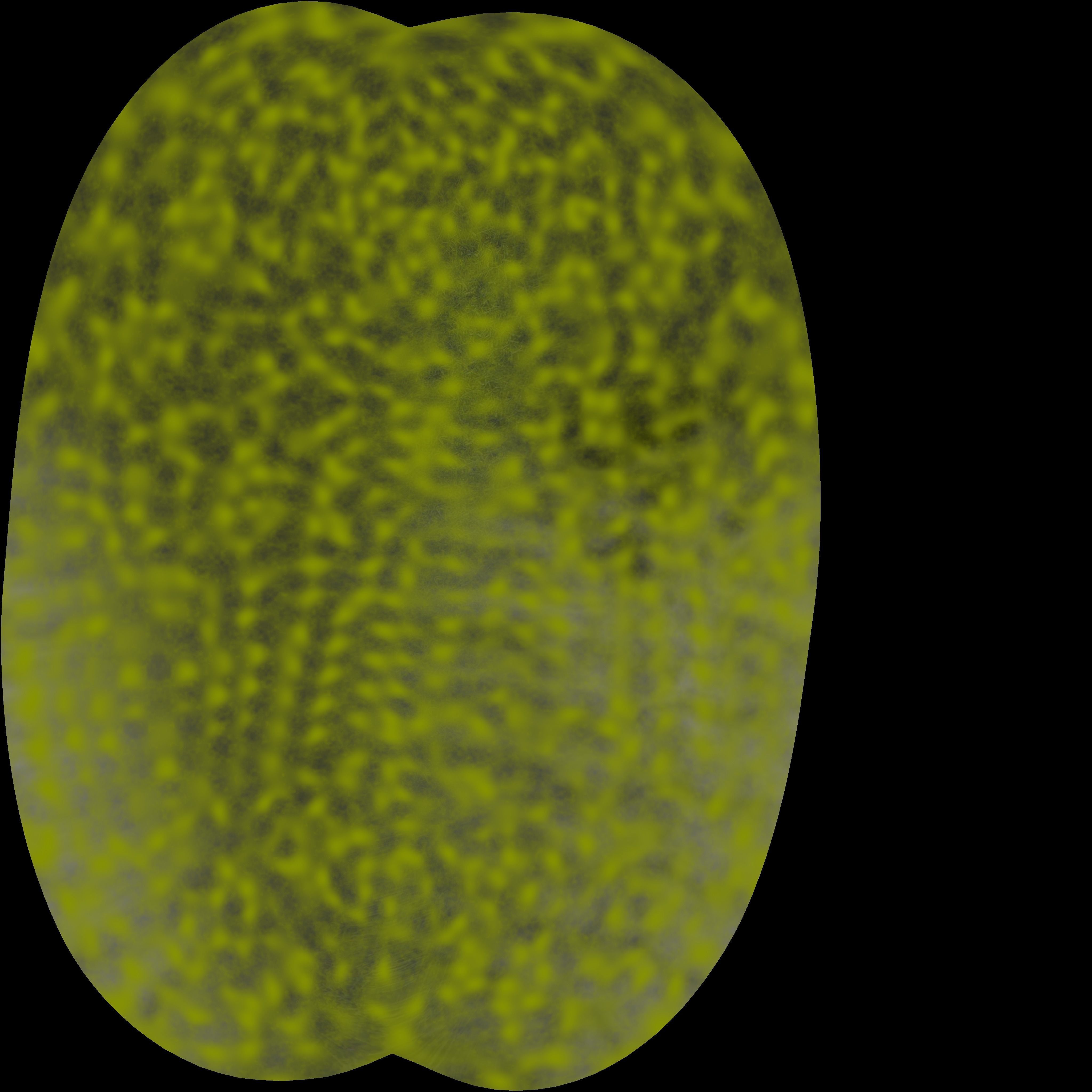 Bacteria two pack 3D model_27