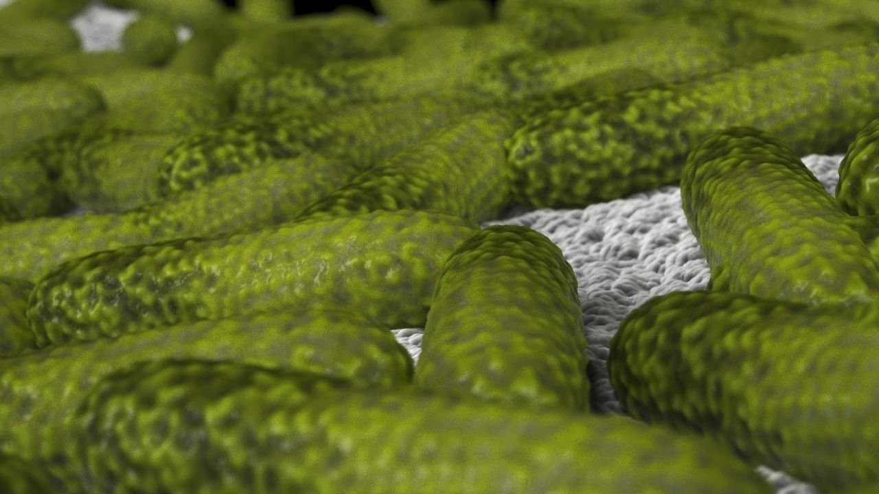 Bacteria two pack 3D model_6