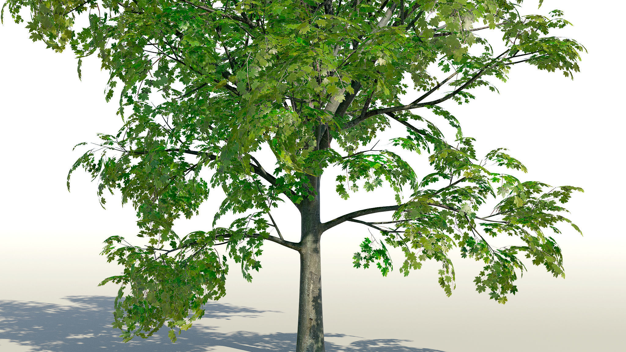 Maple Acer Tree 01 PBR Low-poly 3D model_23