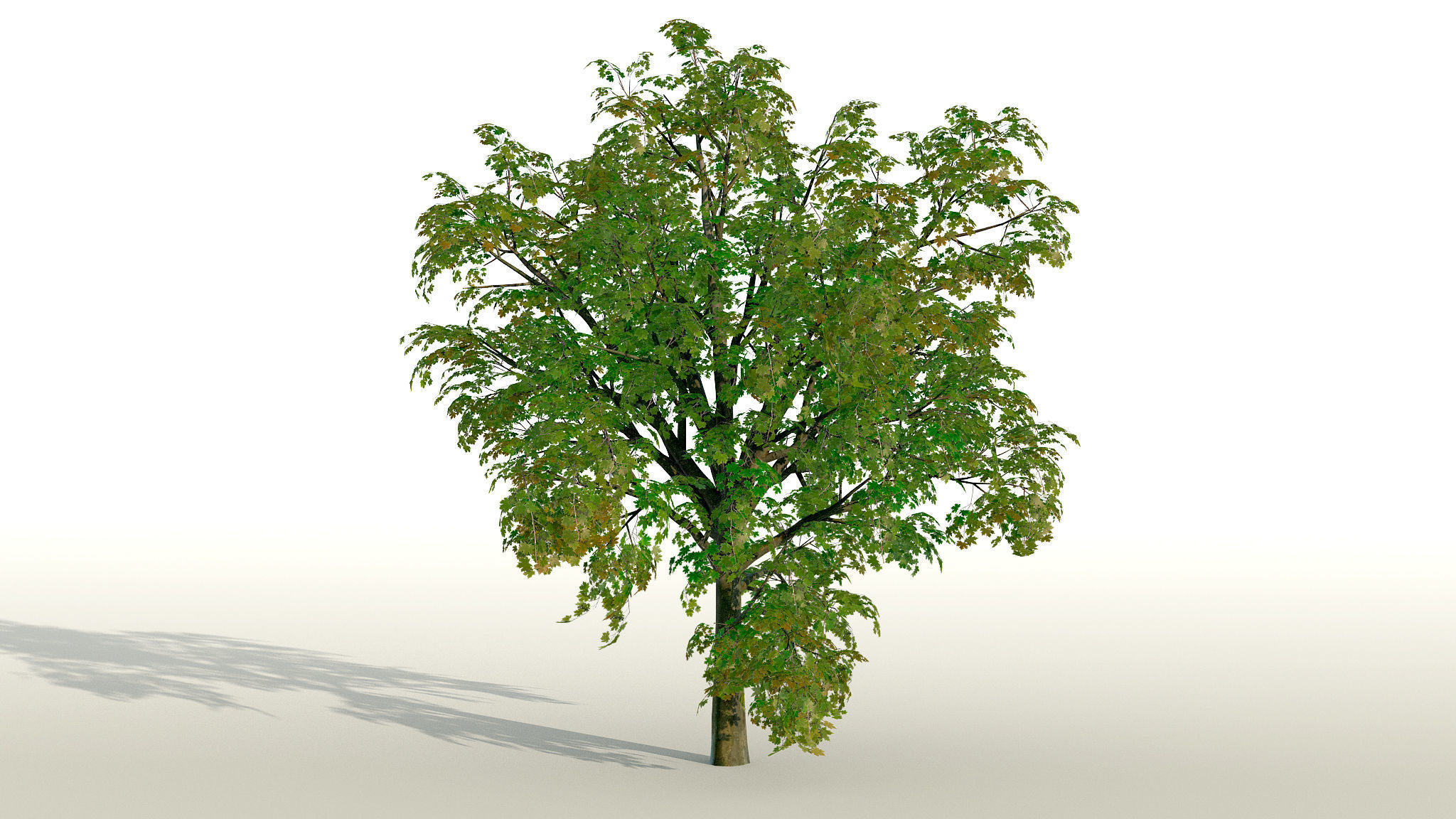 Maple Acer Tree 01 PBR Low-poly 3D model_3