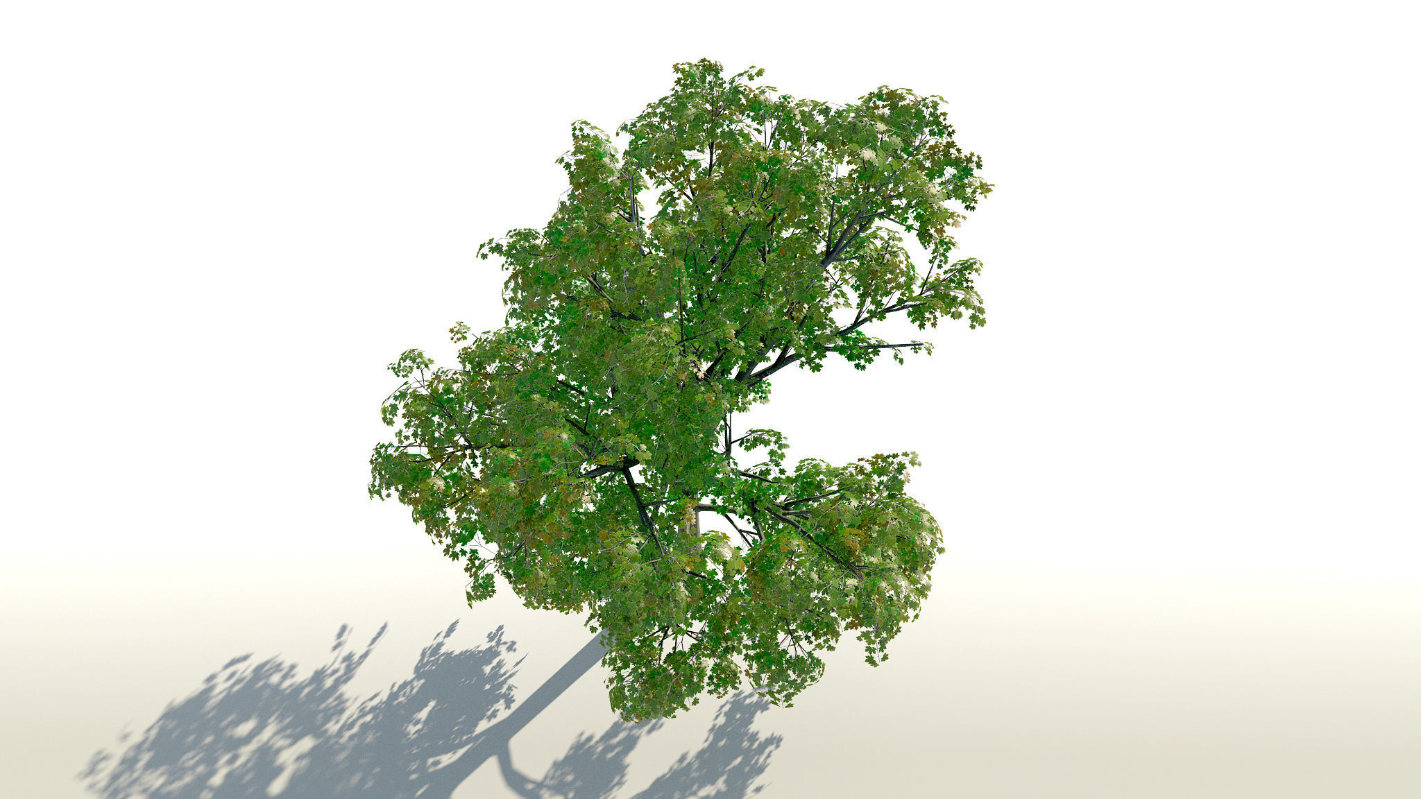 Maple Acer Tree 01 PBR Low-poly 3D model_5