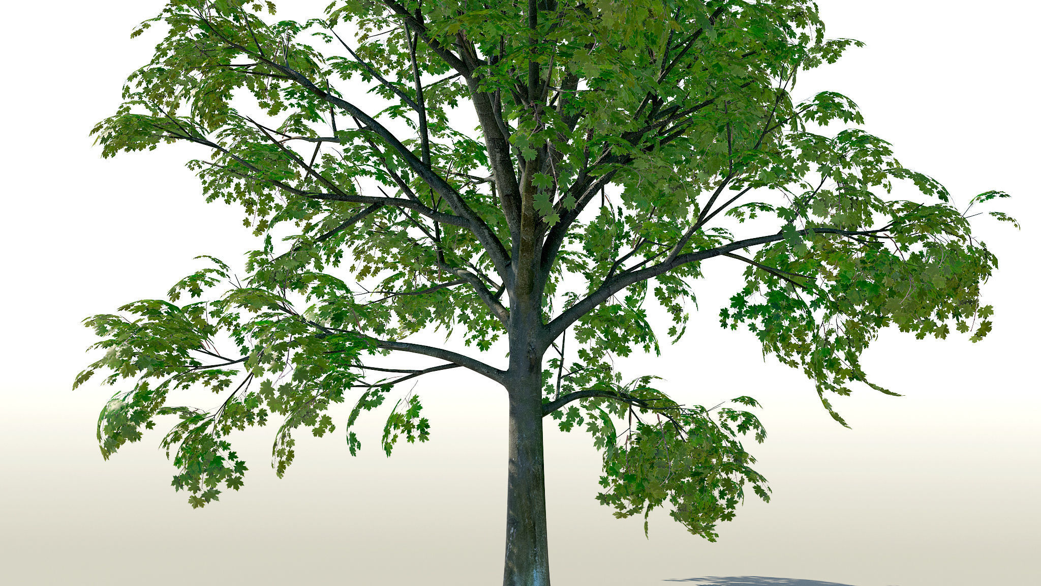 Maple Acer Tree 01 PBR Low-poly 3D model_22