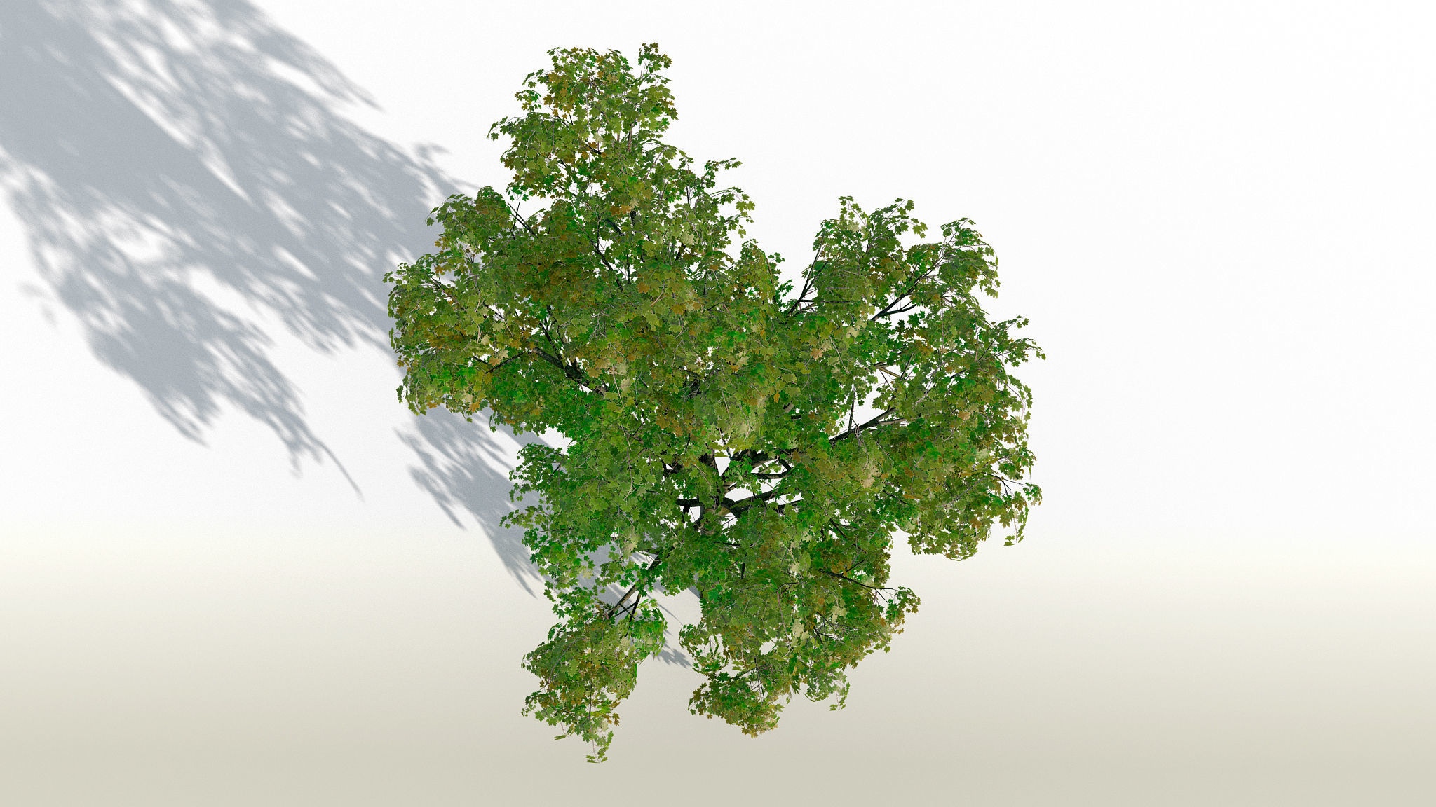 Maple Acer Tree 01 PBR Low-poly 3D model_4