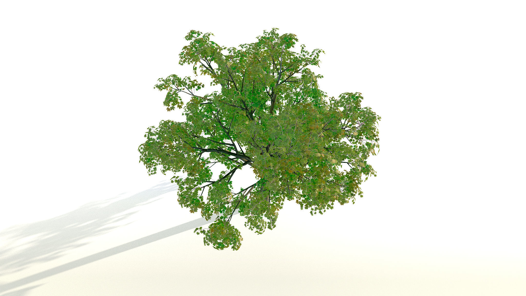 Maple Acer Tree 01 PBR Low-poly 3D model_6
