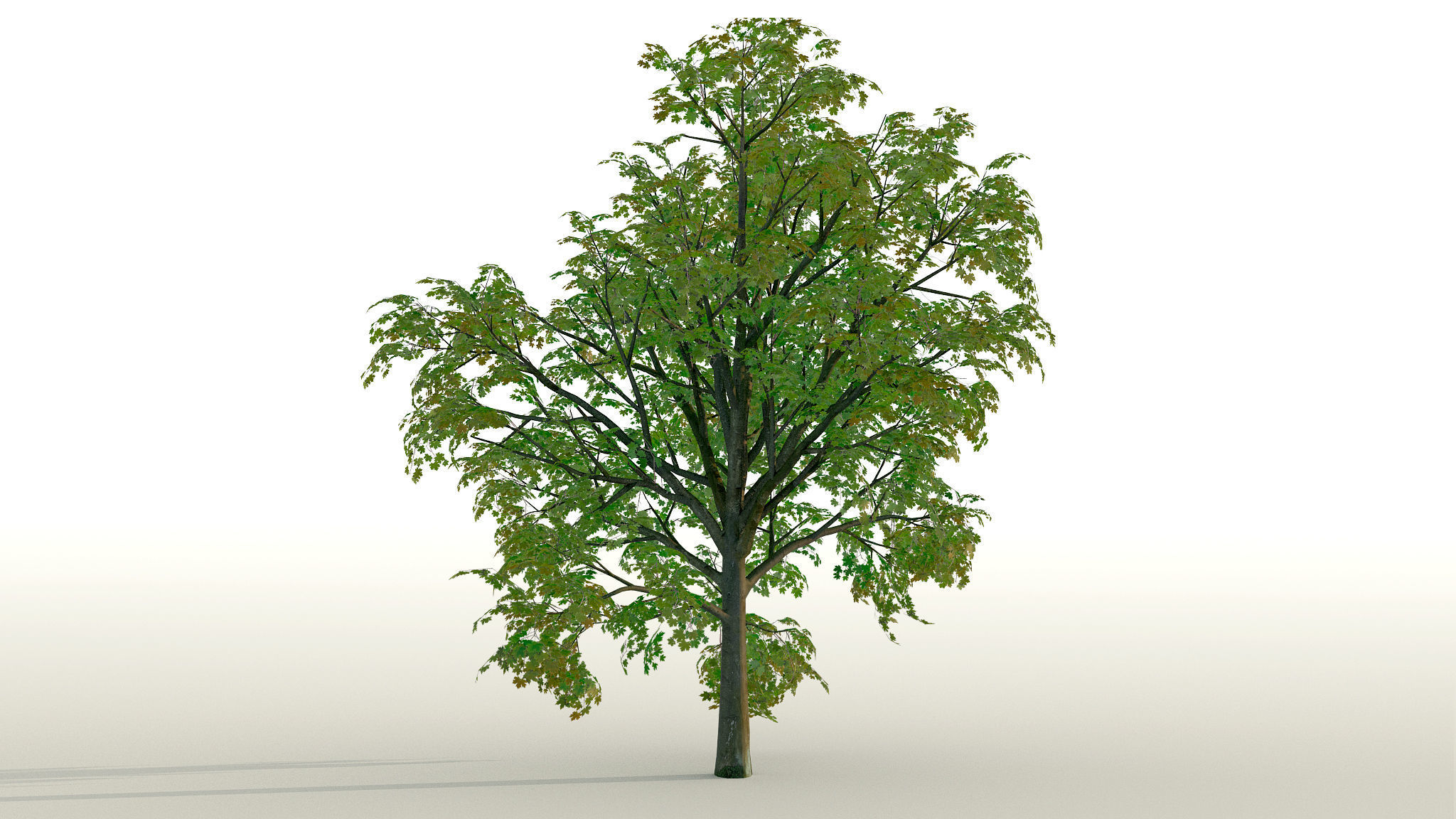 Maple Acer Tree 01 PBR Low-poly 3D model_1