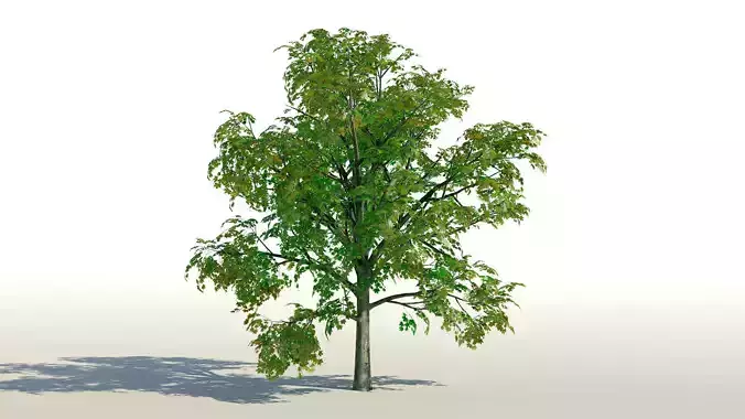 Maple Acer Tree 01 PBR