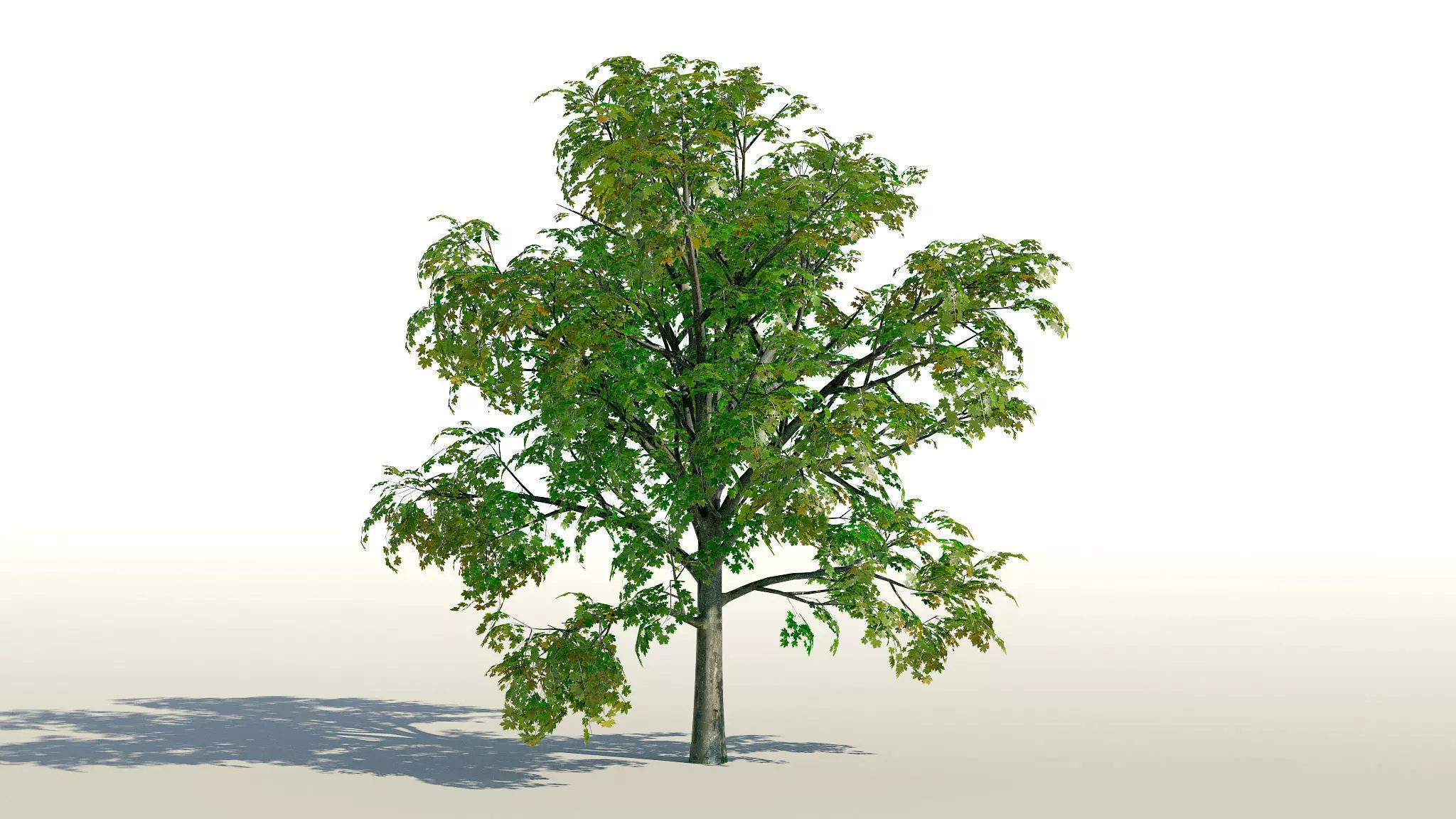 Maple Acer Tree 01 PBR Low-poly 3D model_0