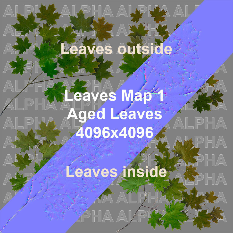 Maple Acer Tree 01 PBR Low-poly 3D model_9