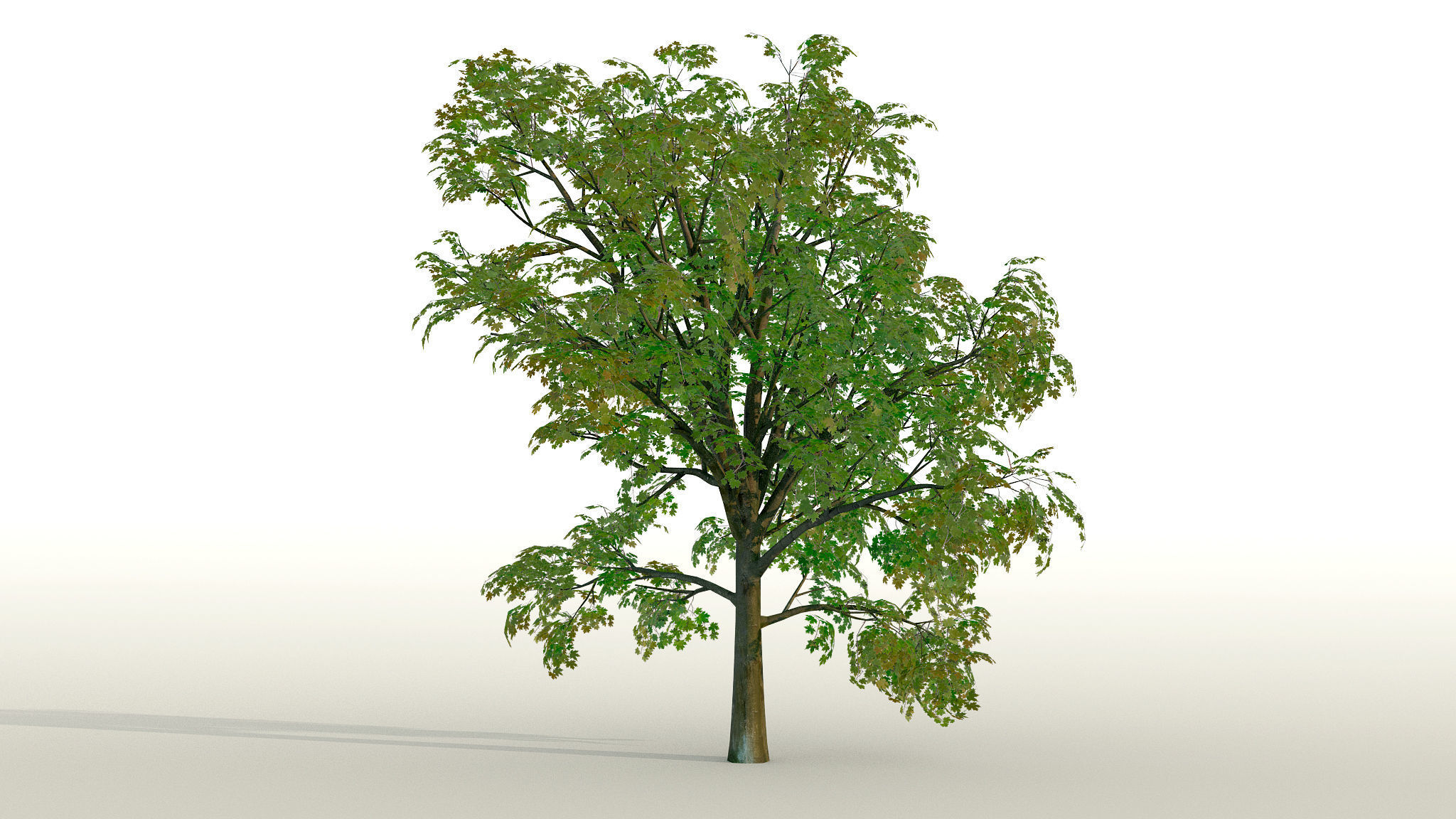 Maple Acer Tree 01 PBR Low-poly 3D model_2