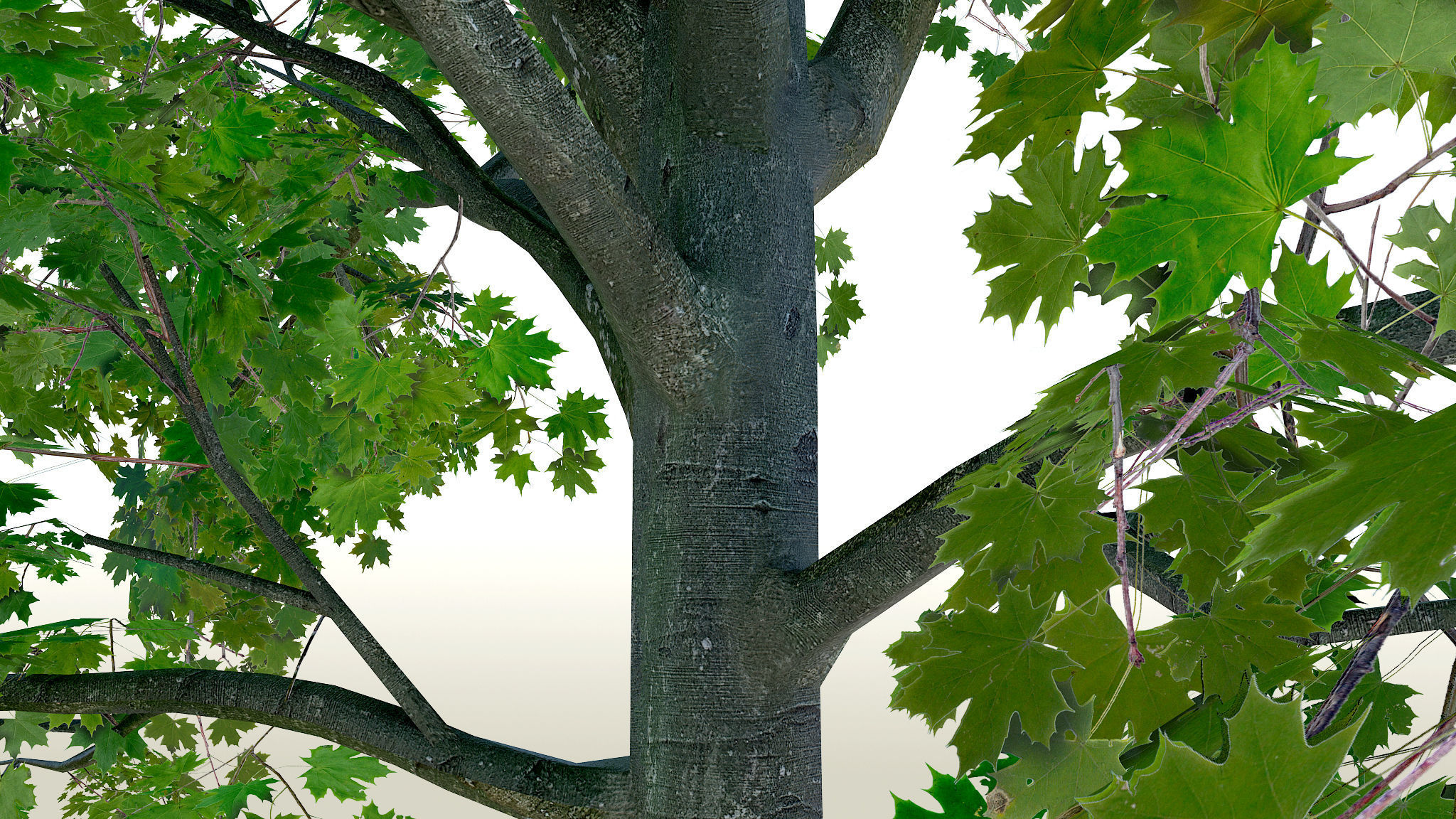 Maple Acer Tree 01 PBR Low-poly 3D model_24