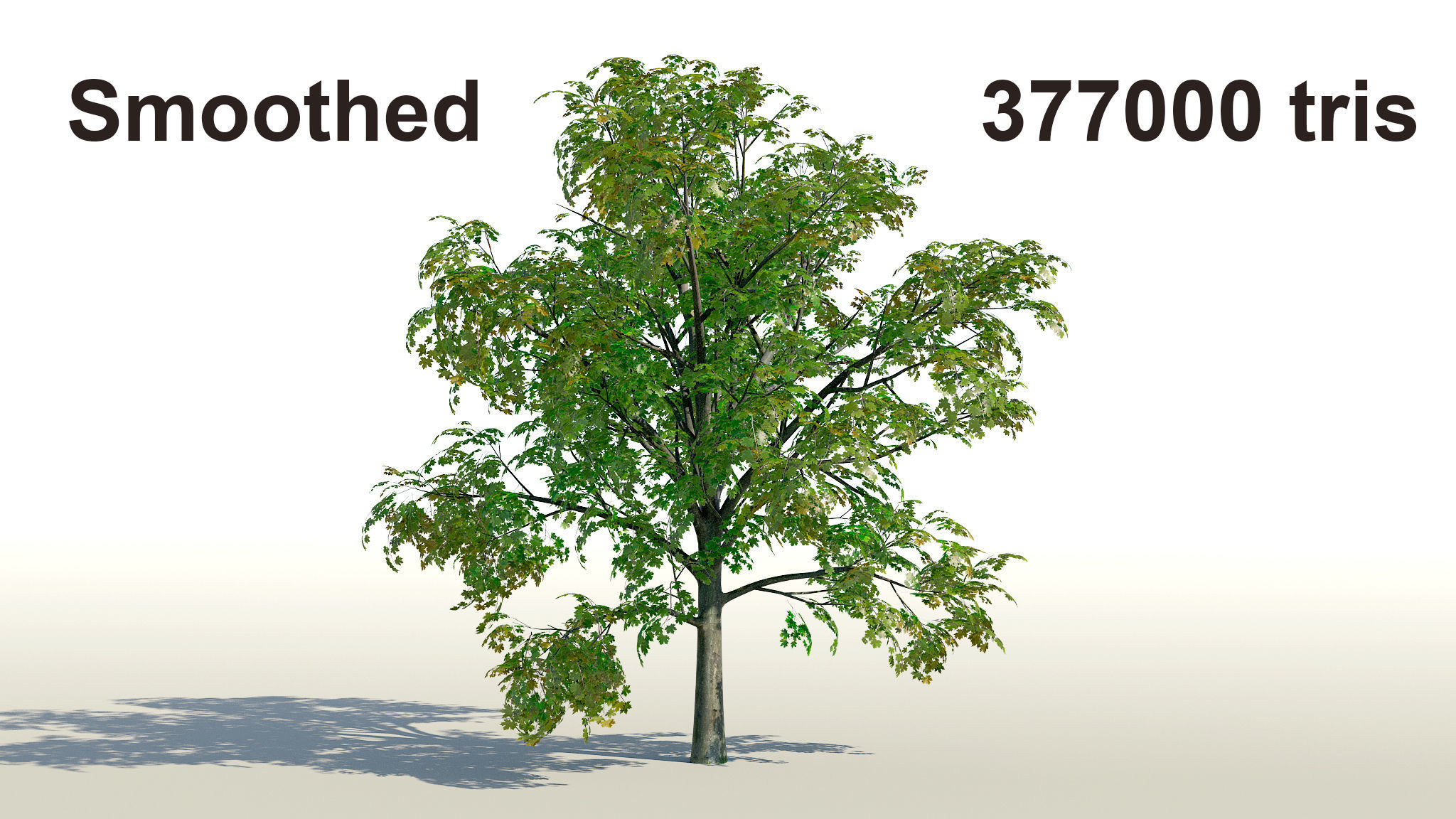 Maple Acer Tree 01 PBR Low-poly 3D model_7